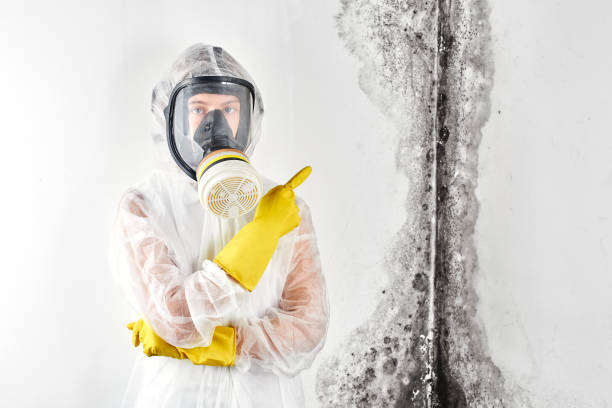 Pearland, TX Mold Removal Company